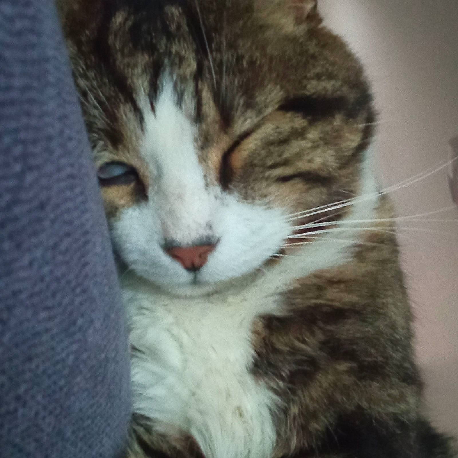 Momo a rejoint le concours — aidez-le/la à gagner de superbes lots ! carnivore, cat, claw, domestic_short_haired_cat, felidae, fur, paw, small_to_medium_sized_cats, snout, tail, terrestrial_animal, whiskers