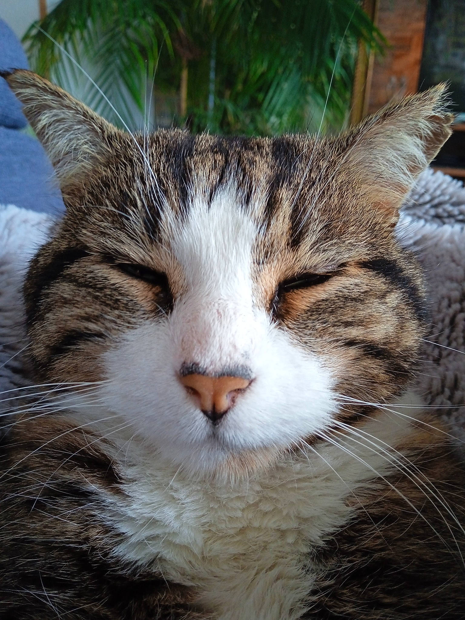 Momo a rejoint le concours — aidez-le/la à gagner de superbes lots ! carnivore, cat, close_up, domestic_short_haired_cat, felidae, fur, grass, paw, plant, small_to_medium_sized_cats, snout, tail, terrestrial_animal, tree, whiskers, wildlife, window, wood