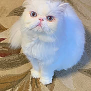 Prince joined the competition — help win amazing prizes! cat, white_cat, persian_cat, fluffy, blue_eyes, pet, indoor, carpet, patterned_carpet, animal, cute, feline, looking_up, sitting, fur, whiskers, close_up, domestic_cat, adorable, expression