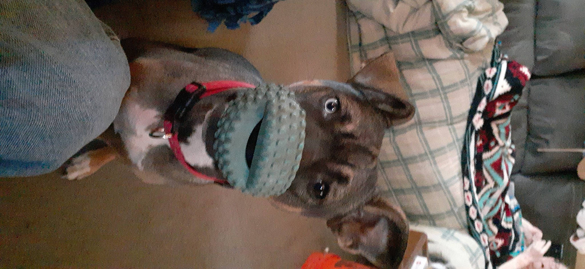 Pearl joined the competition — help win amazing prizes! canidae, carmine, carnivore, collar, companion_dog, dog, dog_breed, fawn, fur, grey, pattern, pet_supply, plaid, plush, snout, sporting_group, stuffed_toy, tail, tartan, working_animal