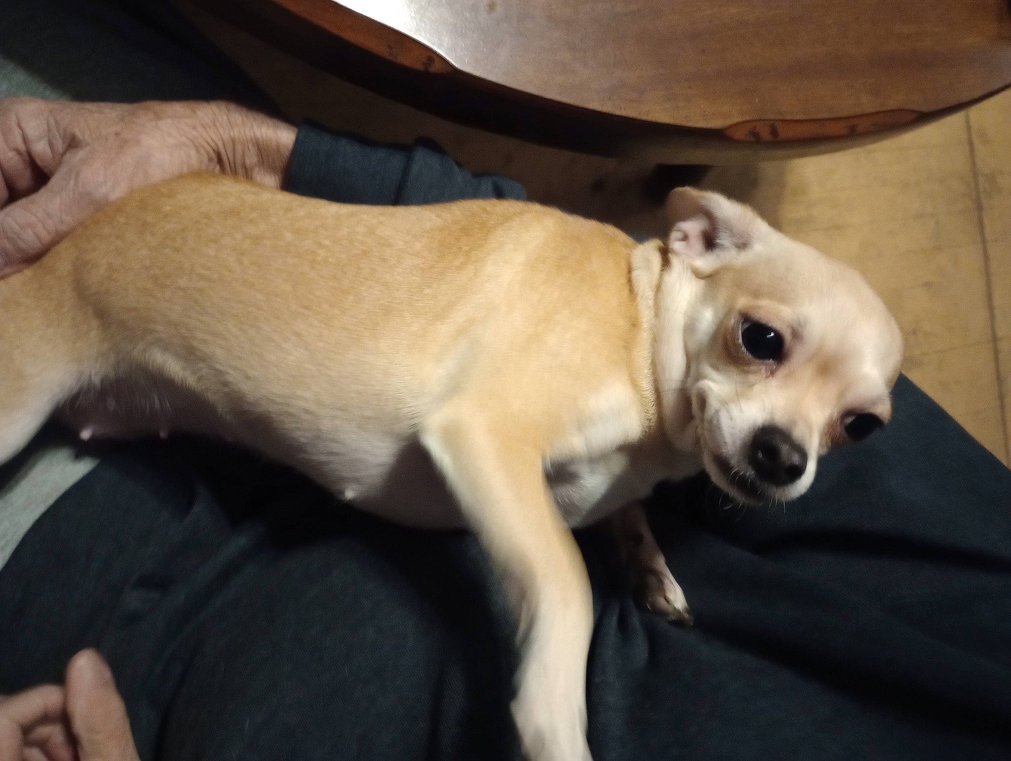 Lilly is registered to the contest to win money with this photo: canidae, carnivore, companion_dog, dog, dog_breed, dog_collar, dog_supply, fawn, fur, non_sporting_group, paw, pet_supply, puppy_love, snout, sporting_group, tail, terrestrial_animal, toy_dog, whiskers, working_animal