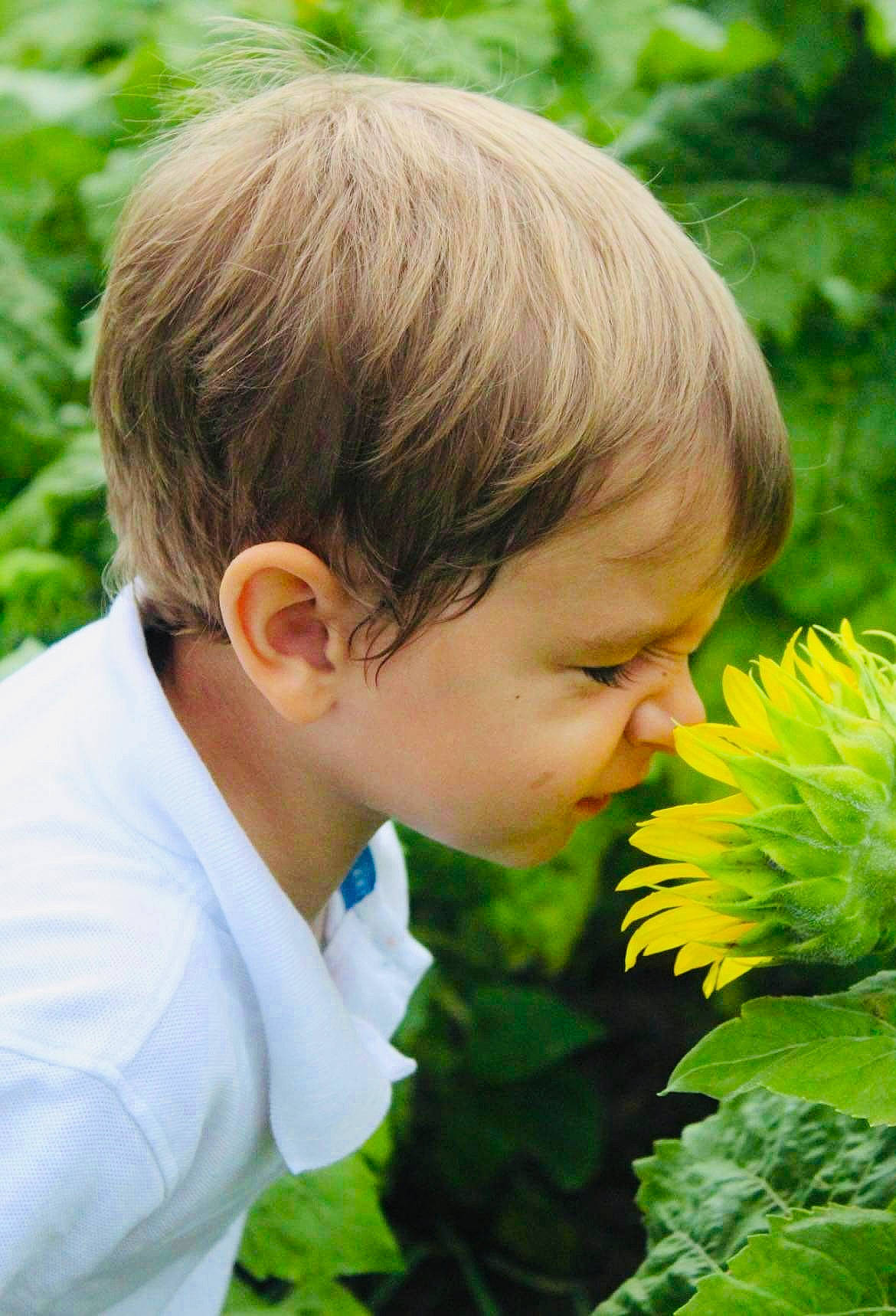 Jake is registered to the contest to win money with this photo: annual_plant, blond, botany, child, flower, flowering_plant, garden, gardening, grass, grassland, groundcover, happy, human_body, nose, people_in_nature, person, petal, plant, shrub, toddler