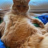 Chippy joined the competition — help win amazing prizes! animal, blanket, cat, cozy, daylight, domestic_animal, feline, fluffy, fur, greenery, indoor, knitted_blanket, lying_down, orange_cat, paw, pet, relaxed, resting, trees, window