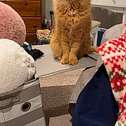 Chippy is registered to the contest to win money with this photo: animal, bedroom, blanket, carpet, cat, cluttered, cozy, curious, cute, domestic, dresser, feline, fluffy, furniture, indoor, orange_cat, pet, seated, soft_toys, vanity