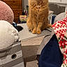 animal, bedroom, blanket, carpet, cat, cluttered, cozy, curious, cute, domestic, dresser, feline, fluffy, furniture, indoor, orange_cat, pet, seated, soft_toys, vanity