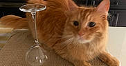 Chippy joined the competition — help win amazing prizes! animal, appliance, cabinet, cat, counter, curious, domestic, feline, fruit_bowl, fur, glassware, household, indoor, kitchen, mat, orange_cat, pet, relaxing, utensil_holder, wine_glass