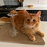 animal, appliance, cabinet, cat, counter, curious, domestic, feline, fruit_bowl, fur, glassware, household, indoor, kitchen, mat, orange_cat, pet, relaxing, utensil_holder, wine_glass