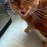 Chippy is registered to the contest to win money with this photo: animal, cat, cat_face, close_up, curious, cute, domestic_animal, eyes, feline, floor, fur, household, indoor, looking, mouth_open, orange_cat, pet, portrait, tile_floor, whiskers