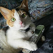 Gigi joined the competition — help win amazing prizes! cat, calico, green_eyes, pet, indoor, phone, cordless_phone, bedspread, paw, whiskers, collar, bell, close_up, feline, cute, domestic_cat, resting, curious, animal, fur