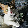 animal, bedspread, bell, calico, cat, close_up, collar, cordless_phone, curious, cute, domestic_cat, feline, fur, green_eyes, indoor, paw, pet, phone, resting, whiskers