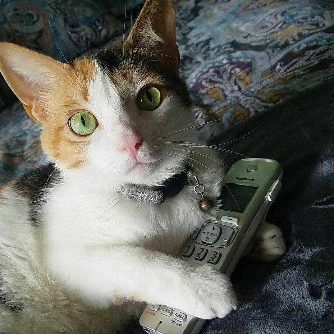 Gigi