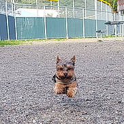 Jaxson joined the competition — help win amazing prizes! animal, canine, daylight, dog, energetic, fence, gravel, greenery, jumping, leaping, mid_air, nature, outdoor, park, pet, picnic_table, playful, running, small_dog, trees