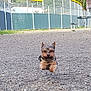 animal, canine, daylight, dog, energetic, fence, gravel, greenery, jumping, leaping, mid_air, nature, outdoor, park, pet, picnic_table, playful, running, small_dog, trees