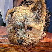 Jaxson is registered to the contest to win money with this photo: adorable, animal, black, brown, close_up, cute, dog, ears, eyes, face, fluffy, fur, indoor, looking, pet, portrait, puppy, resting, table, wood