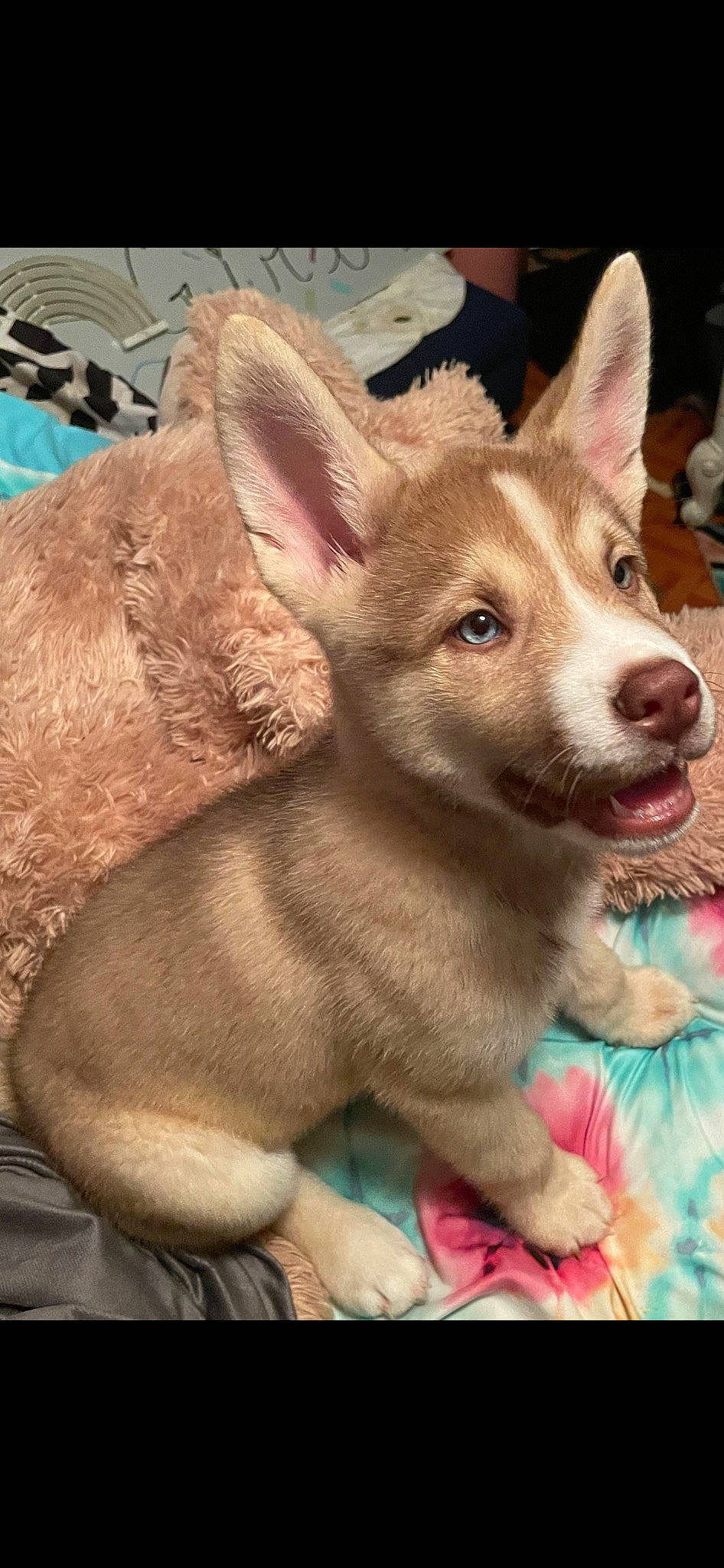 Sonny joined the competition — help win amazing prizes! canidae, carnivore, companion_dog, corgi_chihuahua, dog, dog_breed, dog_supply, ear, eye, fawn, fur, non_sporting_group, snout, sporting_group, terrestrial_animal, toy_dog, whiskers, working_animal