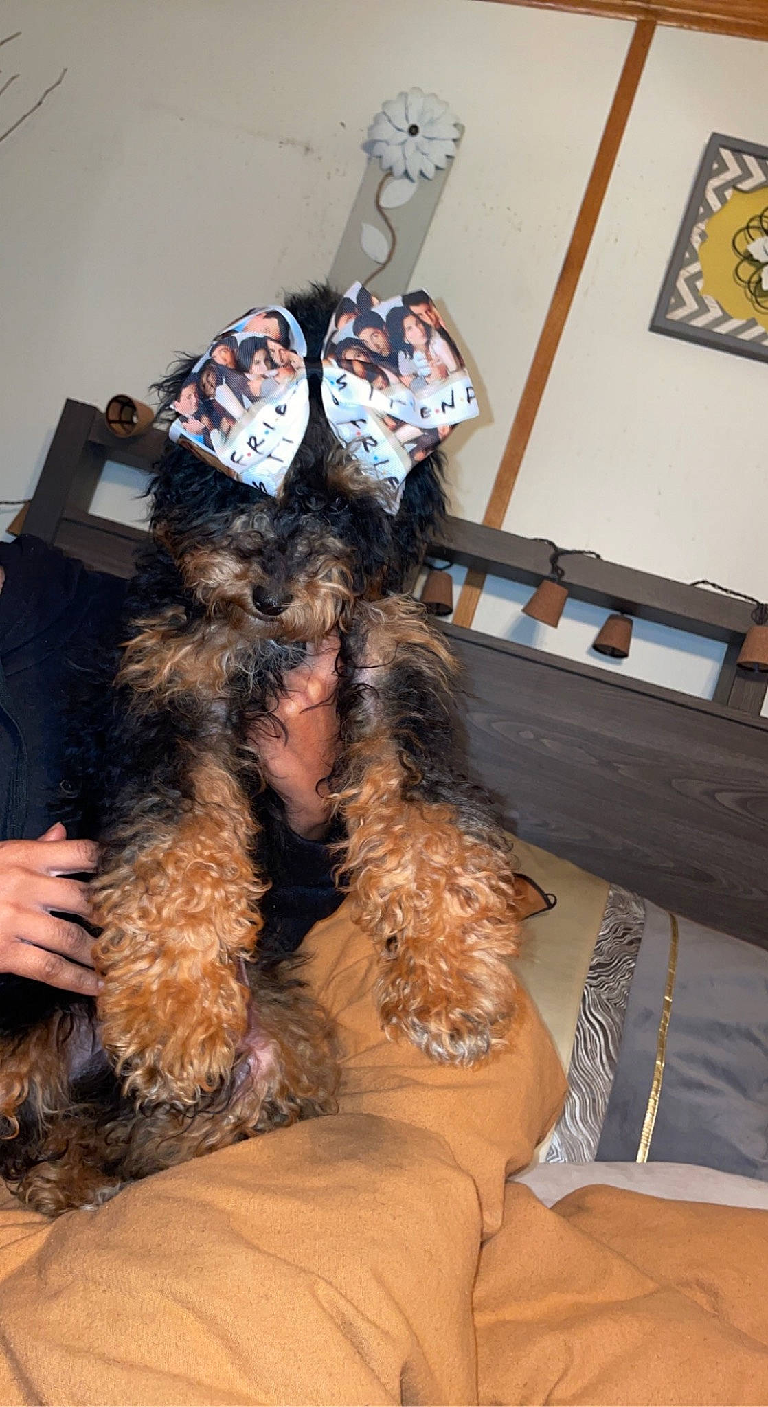 Cassidy is registered to the contest to win money with this photo: canidae, carnivore, comfort, companion_dog, couch, dog, dog_breed, fur, hat, human_leg, picture_frame, small_terrier, sporting_group, terrier, toy_dog