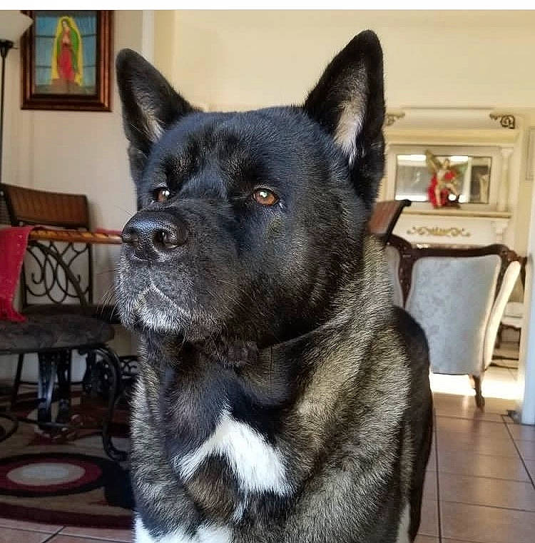 Duke is registered to the contest to win money with this photo: canidae, carnivore, chair, companion_dog, dog, dog_breed, flooring, fur, non_sporting_group, picture_frame, snout, sporting_group, terrestrial_animal, whiskers, working_animal, working_dog