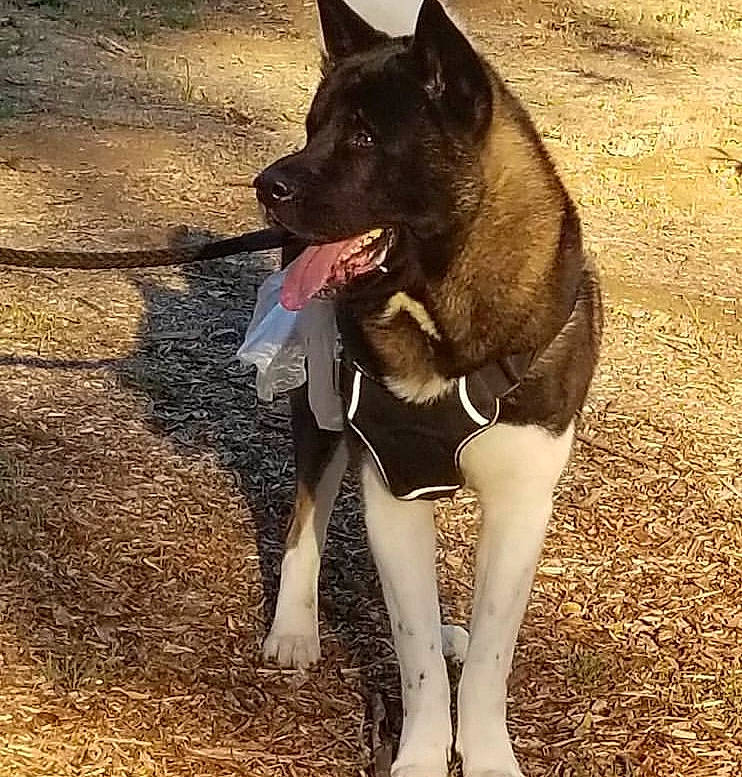 Duke joined the competition — help win amazing prizes! black_norwegian_elkhound, canidae, carnivore, collar, companion_dog, dog, dog_breed, dog_collar, dog_supply, fashion_accessory, fawn, fur, leash, pet_supply, snout, sporting_group, tail, walking, working_animal, working_dog