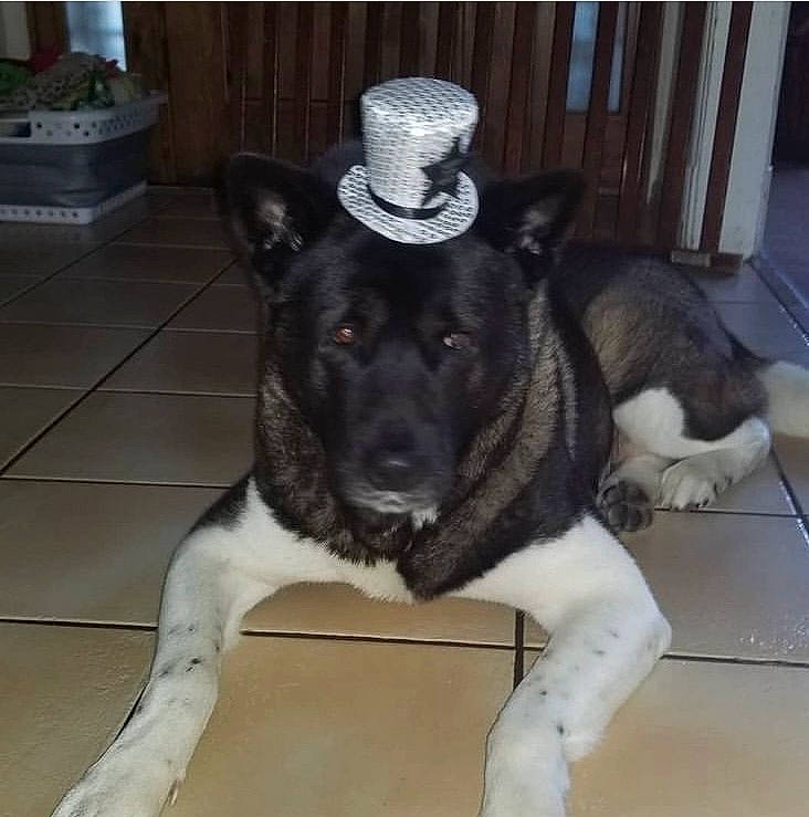 Duke joined the competition — help win amazing prizes! canidae, carnivore, collar, companion_dog, dog, dog_breed, dog_collar, fawn, flooring, fur, giant_dog_breed, guard_dog, paw, snout, sporting_group, tail, terrestrial_animal, whiskers, working_animal, working_dog