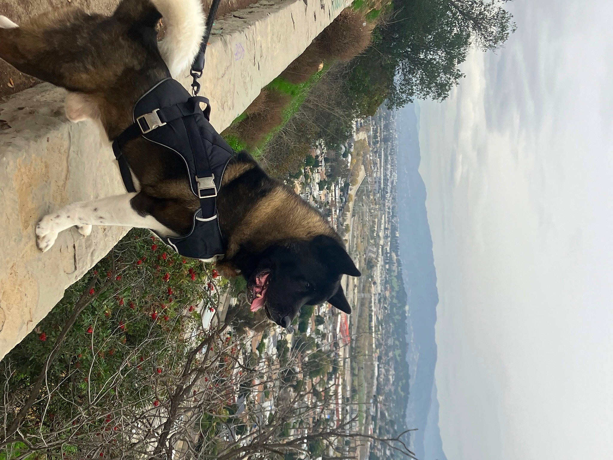 Duke joined the competition — help win amazing prizes! adventure, carnivore, cloud, collar, dog, dog_breed, dog_collar, pet_supply, plant, recreation, shadow, sky, sporting_group, tail, tree, trunk, water, window, wood, working_animal