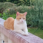 Léon participe au concours pour gagner de l'argent avec cette photo : cat, orange_cat, white_cat, pet, feline, animal, portrait, sitting, balcony, railing, garden, greenery, outdoor, nature, fur, paws, ears, eyes, looking_at_camera, daylight