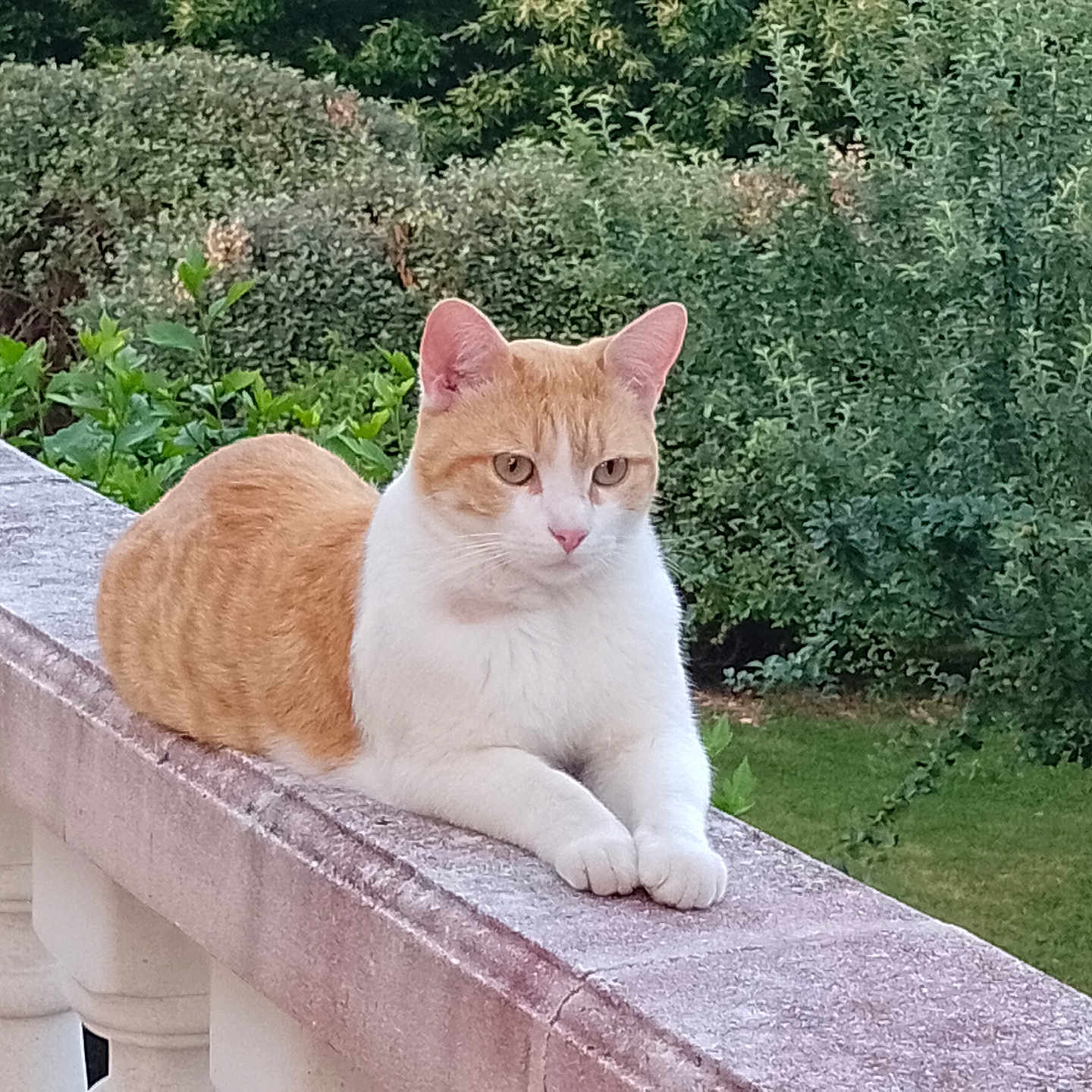 Léon