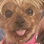 Myla joined the competition — help win amazing prizes! animal, brown_fur, canine, close_up, collar, cute, dog, domestic_animal, ears, expression, face, friendly, furry, indoor, muzzle, pet, pink_collar, portrait, tongue, tongue_out