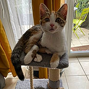 Mochi participe au concours pour gagner de l'argent avec cette photo : kitten, cat, calico, cat_tree, indoor, curious, pet, fur, whiskers, ears, tail, window, curtains, door, patio, chair, floor, tile, home, animal