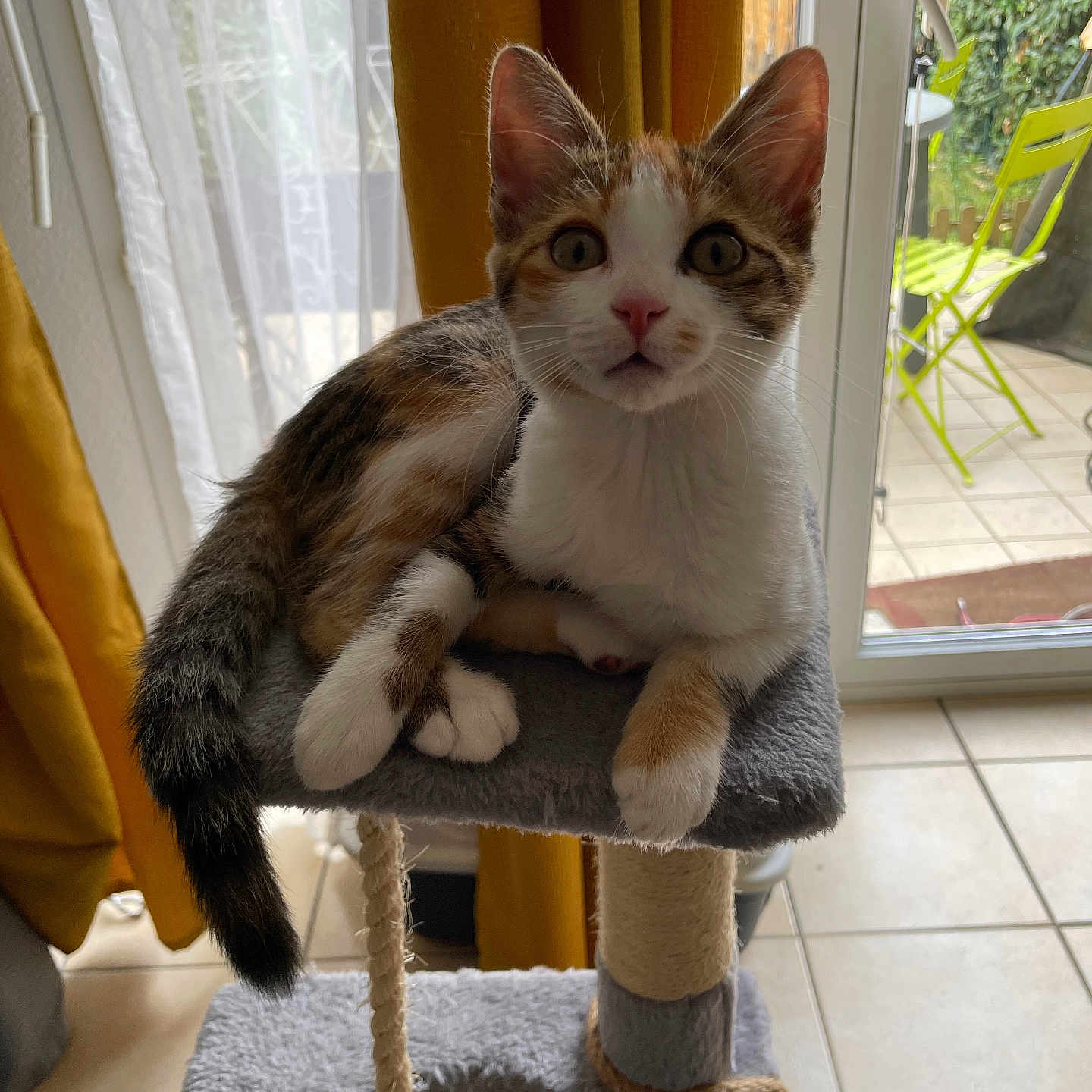 Mochi participe au concours pour gagner de l'argent avec cette photo : kitten, cat, calico, cat_tree, indoor, curious, pet, fur, whiskers, ears, tail, window, curtains, door, patio, chair, floor, tile, home, animal