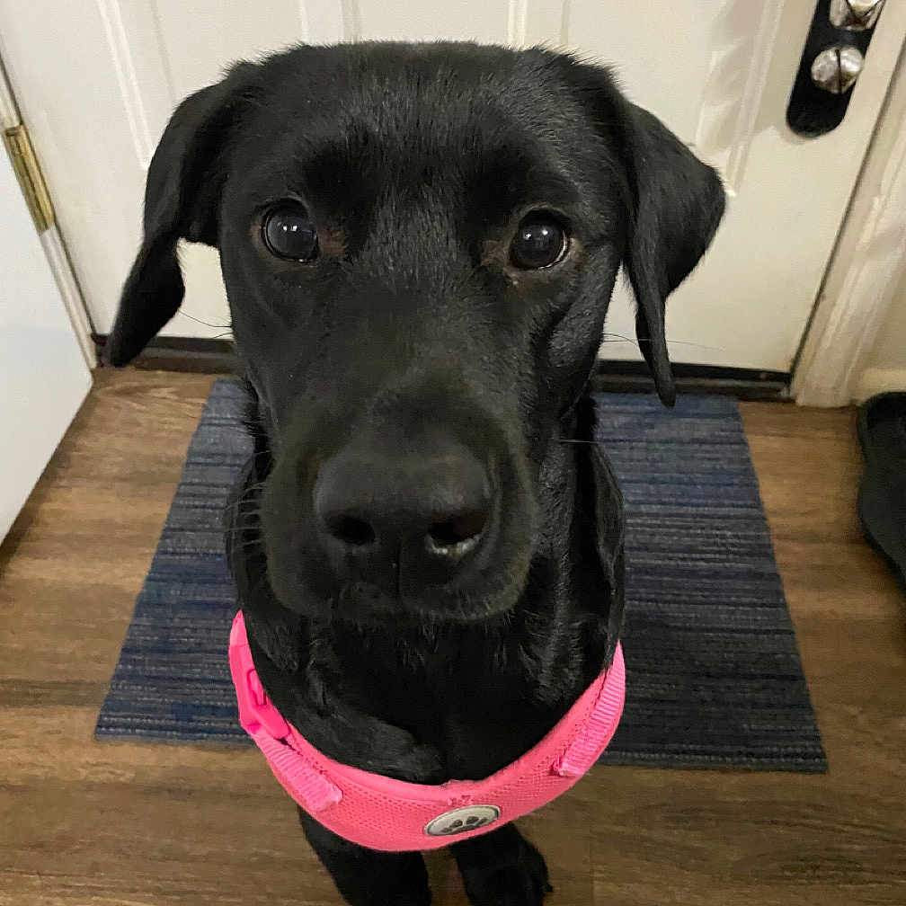 Daisy is registered to the contest to win money with this photo: animal, black_dog, canine, companion, curious, cute, dog, domestic_animal, door, ears, floor, fur, harness, indoor, looking_up, mat, pet, pink_harness, snout, wooden_floor