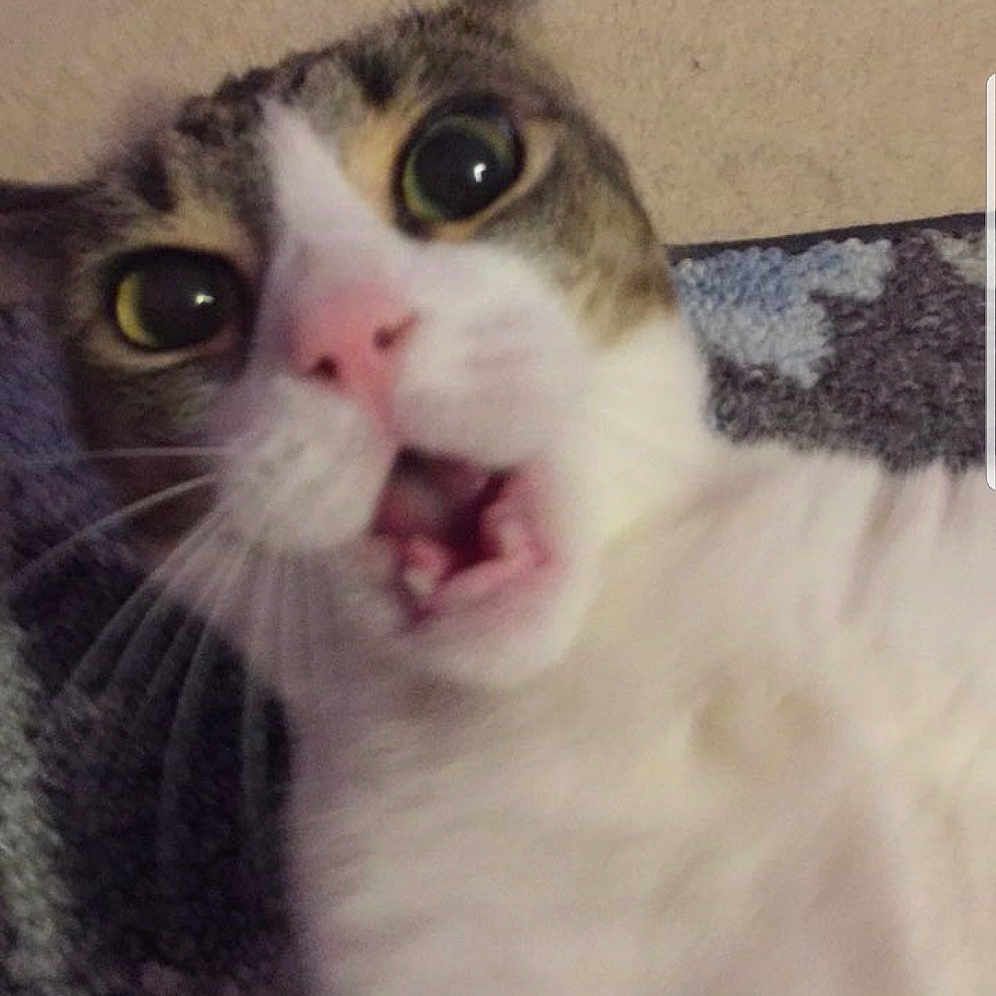 Cloe is registered to the contest to win money with this photo: aegean_cat, american_wirehair, asian, carnivore, cat, domestic_short_haired_cat, european_shorthair, eye, felidae, fur, kitten, mammal, munchkin, nose, small_to_medium_sized_cats, snout, whiskers