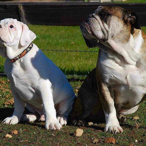 Otis