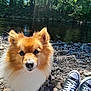 dog, river, rocks, trees, sunlight, nature, outdoor, shoes, sneakers, fur, pet, canine, portrait, daylight, relaxation, forest, water, casual, animal, scenery