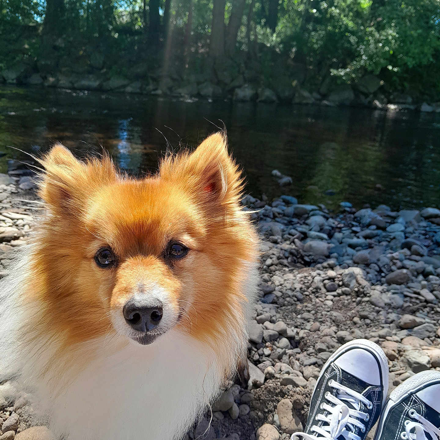Jumper Straub participe au concours pour gagner de l'argent avec cette photo : animal, canine, casual, daylight, dog, forest, fur, nature, outdoor, pet, portrait, relaxation, river, rocks, scenery, shoes, sneakers, sunlight, trees, water