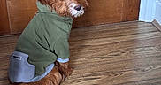 Toast joined the competition — help win amazing prizes! dog, pet, animal, puppy, brown_fur, scruffy, sweater, clothing, green, sitting, looking_back, portrait, indoors, wooden_floor, wooden_door, cute, fluffy, tail, domestic_animal, photography