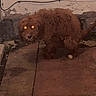 dog, brown_dog, shaggy_dog, long_hair, animal, pet, standing, crouching, glowing_eyes, dark, indoor, tile_floor, wall, exposed_cable, portrait, low_light, flash, fluffy, alert, home