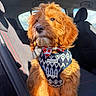 Toast joined the competition — help win amazing prizes! dog, puppy, apricot_fur, fluffy, long_hair, brown_eyes, sitting, car, vehicle_interior, car_seat, sweater, bow_tie, pet_clothing, groomed, portrait, close_up, indoor, sunlight, cute, fashionable