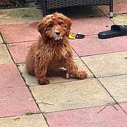 Toast is registered to the contest to win money with this photo: puppy, dog, brown_fur, fluffy, curly_coat, sitting, outdoor, patio, tiles, wicker_chair, sandals, toy, pet, animal, portrait, looking_at_camera, small_dog, garden, rustic, cute