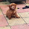 puppy, dog, brown_fur, fluffy, curly_coat, sitting, outdoor, patio, tiles, wicker_chair, sandals, toy, pet, animal, portrait, looking_at_camera, small_dog, garden, rustic, cute