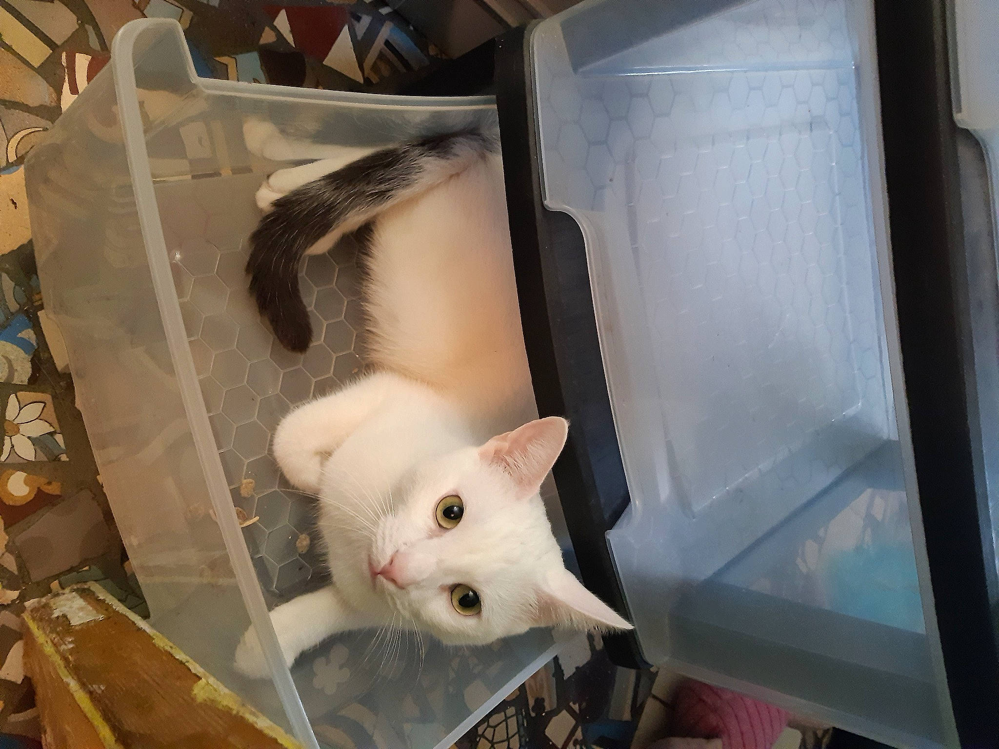 Ragnar participe au concours pour gagner de l'argent avec cette photo : animal_shelter, burmilla, carnivore, cat, colorpoint_shorthair, domestic_short_haired_cat, fawn, felidae, khao_manee, small_to_medium_sized_cats, tail, turkish_angora, turkish_van, whiskers