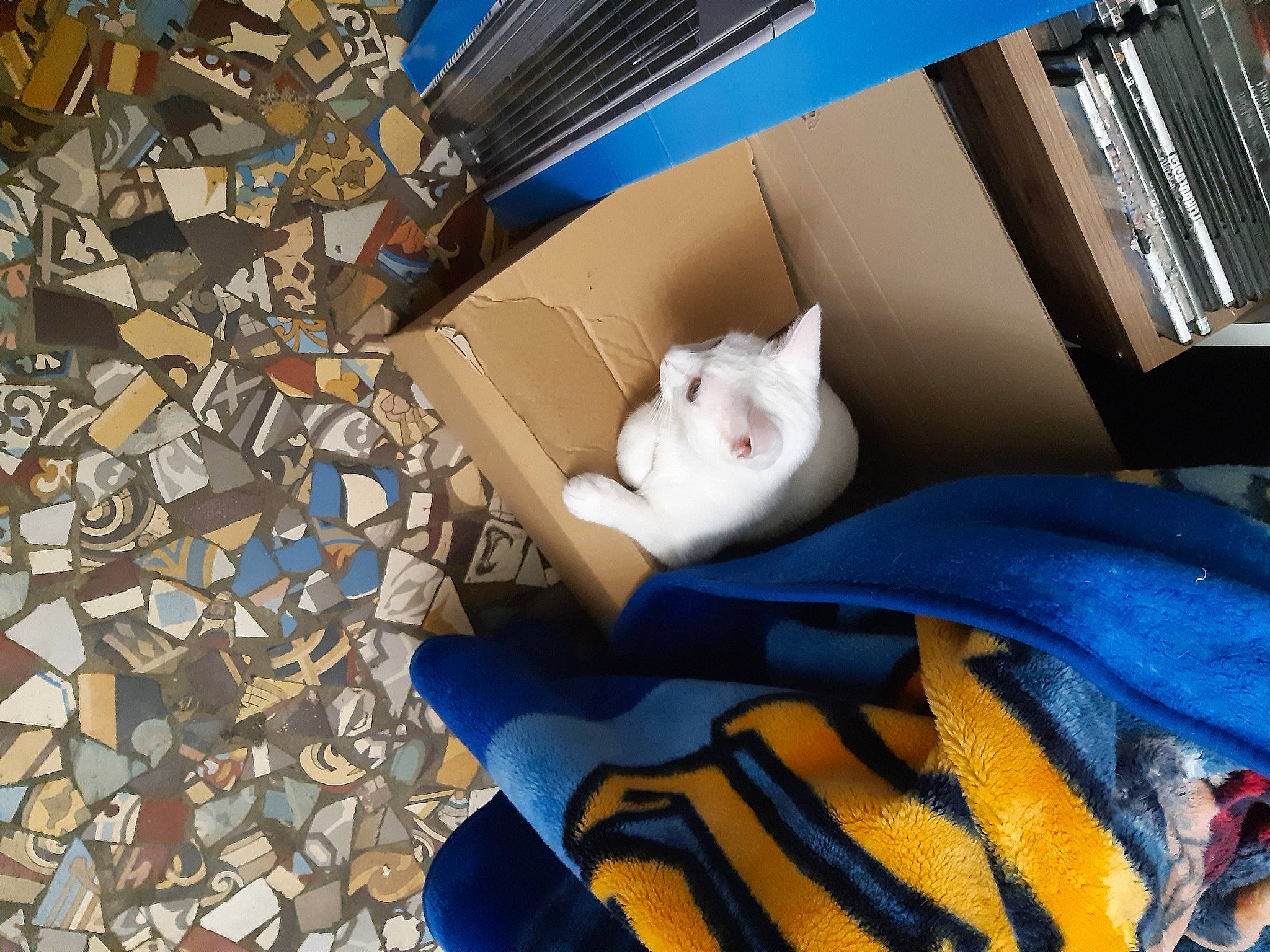 Ragnar a rejoint le concours — aidez-le/la à gagner de superbes lots ! blue, carnivore, cat, domestic_short_haired_cat, fawn, felidae, gerbil, kitten, small_to_medium_sized_cats, whiskers