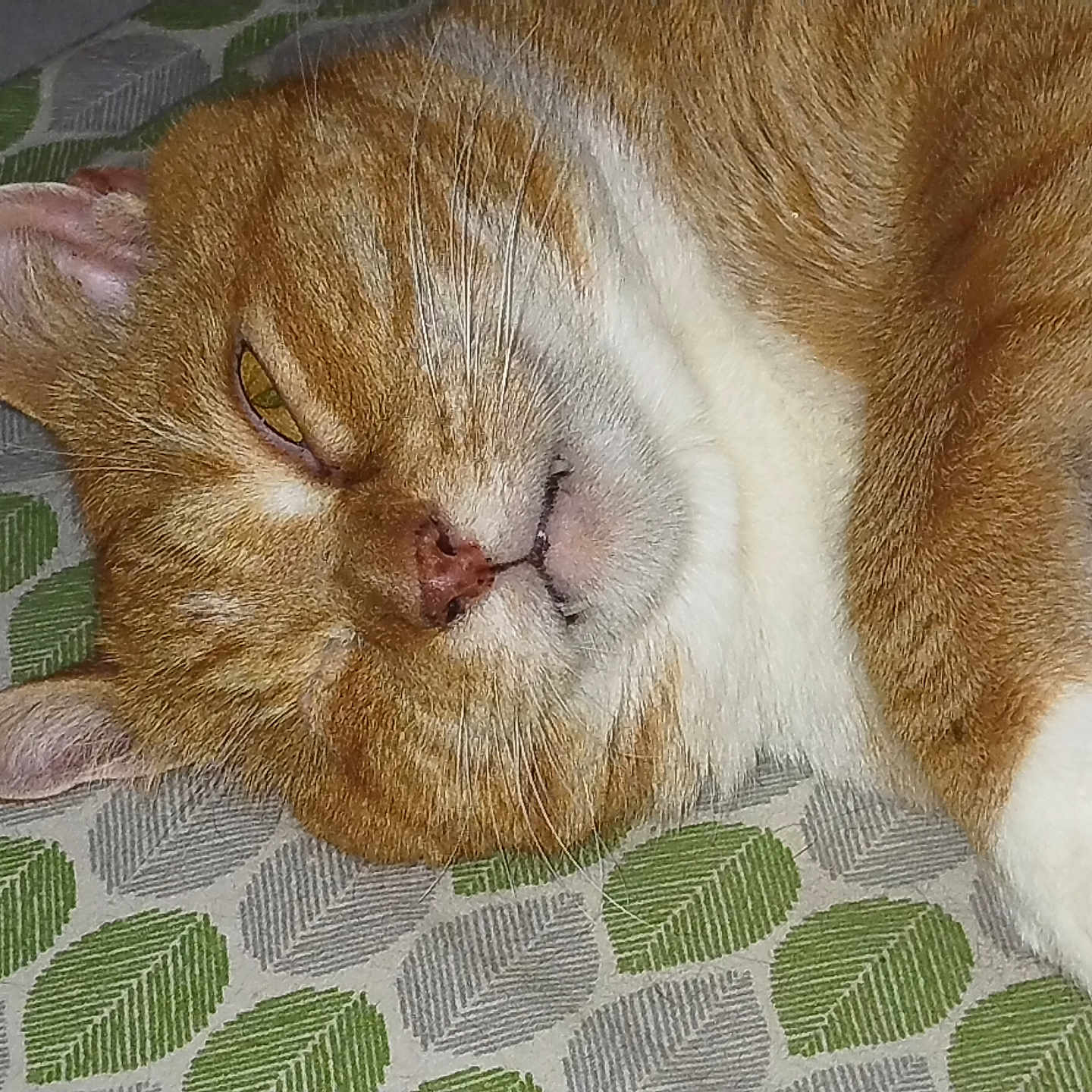 Apollo joined the competition — help win amazing prizes! abyssinian, angora, animal, bodypart, cat, couch, furniture, hardwood, homedecor, kitten, linen, manx, mouth, person, pet, quilt, siamese, sleeping, snout, wood