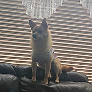 Lyla joined the competition — help win amazing prizes! dog, pet, indoor, leather_couch, blinds, curtains, furniture, small_dog, shirt, window, domestic, animal, alert, standing, home, cozy, light, shadow, silhouette, fur