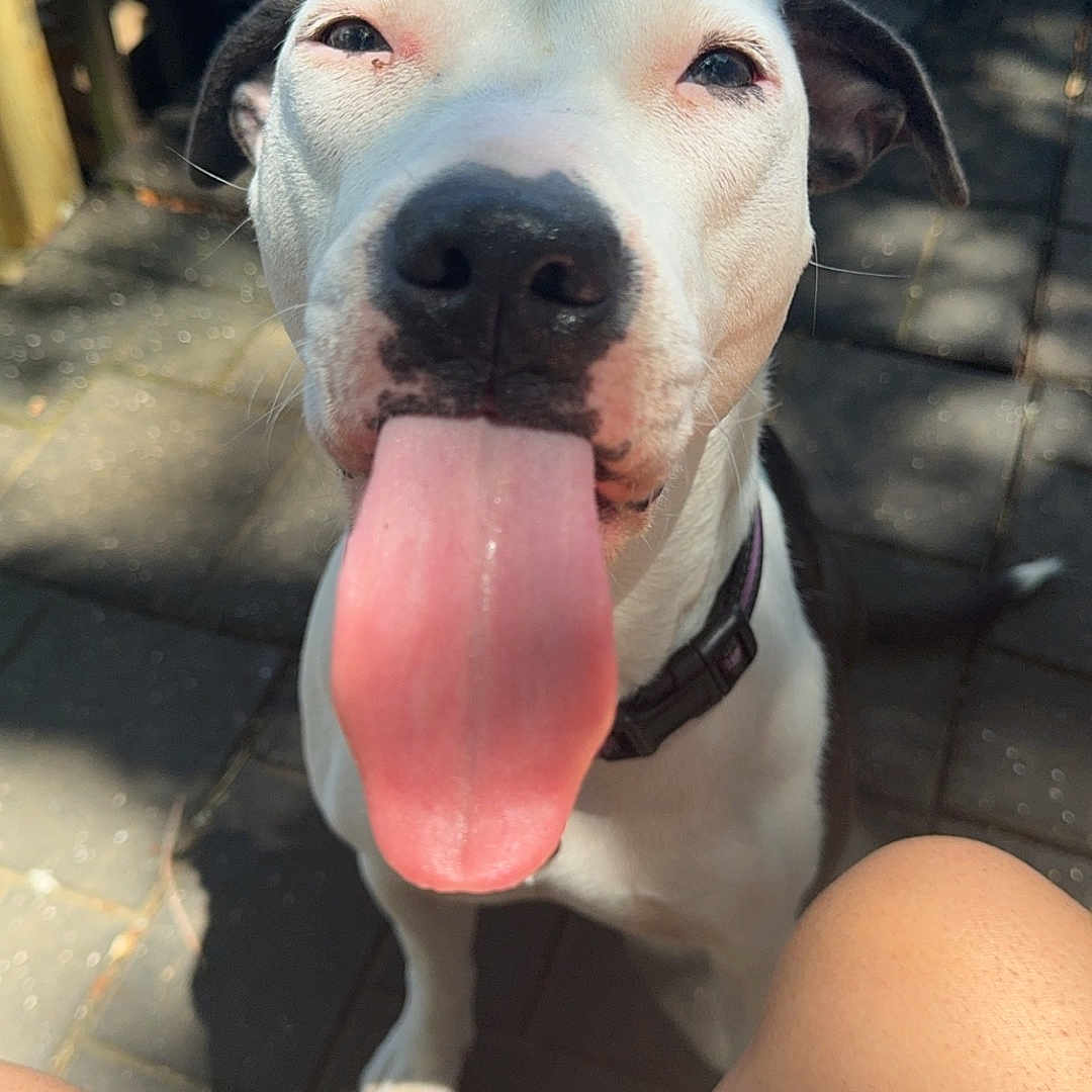 Luna is registered to the contest to win money with this photo: adult, animal, bodypart, boxer, bulldog, canine, dog, face, head, hound, male, man, mouth, person, pet, photography, pitbull, portrait, puppy, tongue