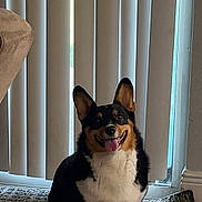 Mel is registered to the contest to win money with this photo: dog, corgi, tricolor, pet, indoor, smiling, sitting, carpet, rug, vertical_blinds, window, tile_floor, ears, tongue, happy, cute, animal, domestic, companion, fur