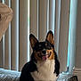 dog, corgi, tricolor, pet, indoor, smiling, sitting, carpet, rug, vertical_blinds, window, tile_floor, ears, tongue, happy, cute, animal, domestic, companion, fur