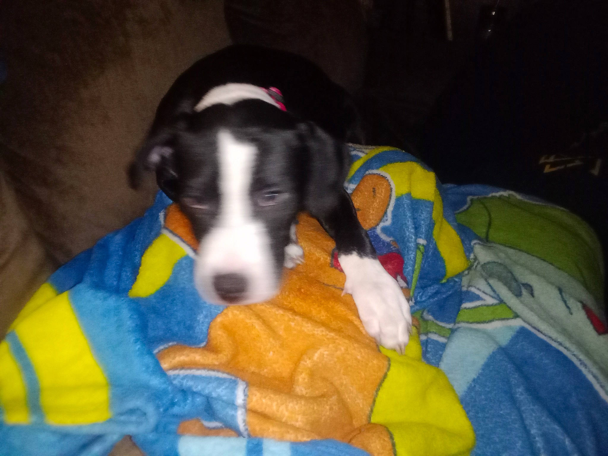 Rosco is registered to the contest to win money with this photo: canidae, carnivore, comfort, companion_dog, dog, dog_breed, dog_supply, dog_toy, non_sporting_group, paw, pet_supply, sporting_group, stuffed_toy, tail, terrestrial_animal, working_animal