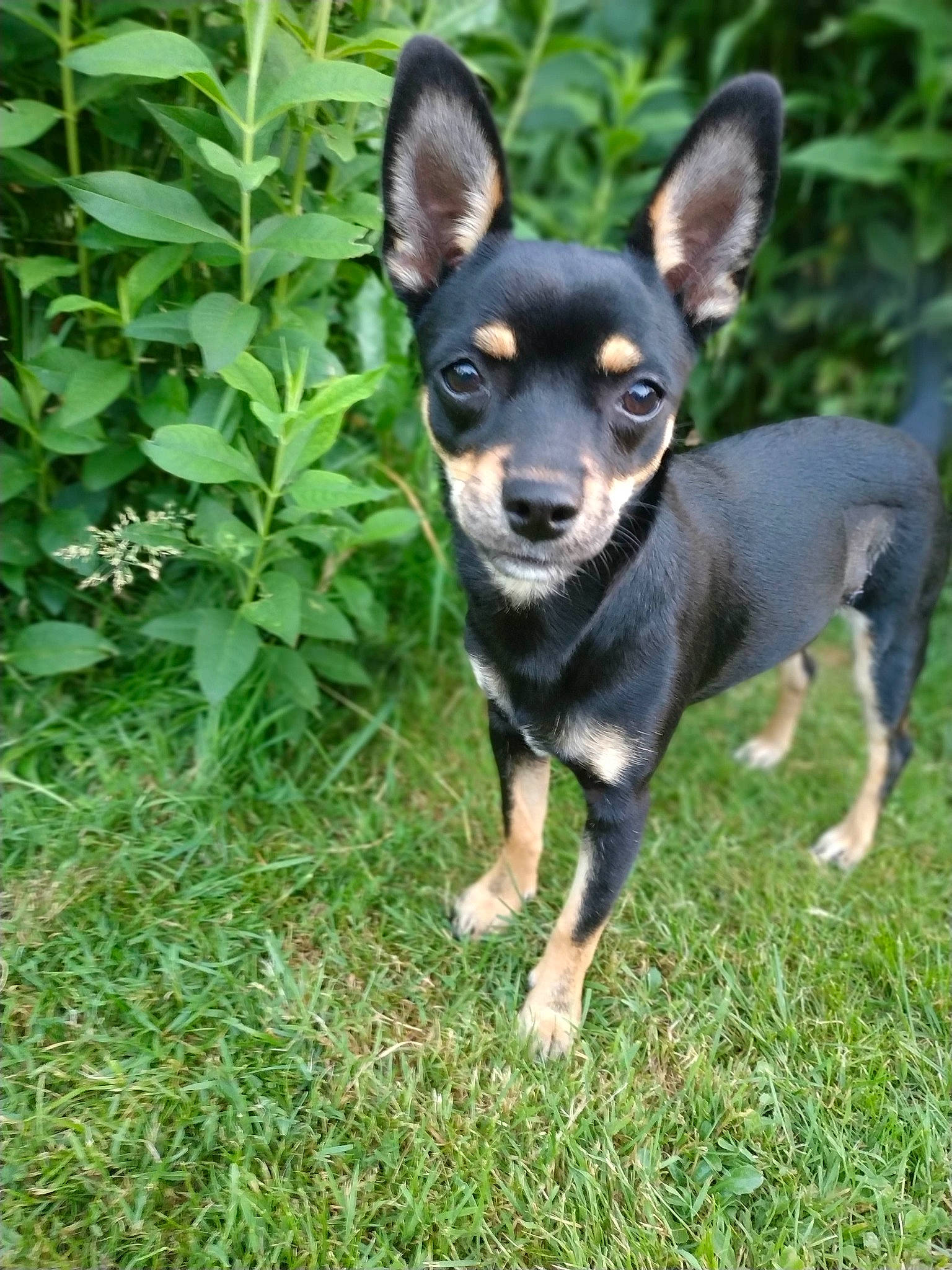 Google a rejoint le concours — aidez-le/la à gagner de superbes lots ! black_and_tan_terrier, canidae, carnivore, chihuahua, companion_dog, dog, dog_breed, english_toy_terrier, grass, lancashire_heeler, mammal, miniature_fox_terrier, miniature_pinscher, prazsky_krysarik, puppy, rare_breed_dog, russkiy_toy, toy_dog, toy_fox_terrier, vertebrate