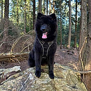 Alba a rejoint le concours — aidez-le/la à gagner de superbes lots ! dog, black_dog, forest, trees, rock, outdoor, sunlight, nature, canine, happy, tongue_out, fur, animal, pet, harness, woodland, daylight, sitting, mammal, wildlife
