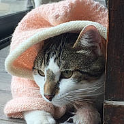 Chacha a rejoint le concours — aidez-le/la à gagner de superbes lots ! cat, animal, pet, kitten, cozy, knitted_sweater, pink, yarn, pom_pom, paws, fur, whiskers, wooden_floor, indoor, curious, close_up, resting, table_leg, texture, cute